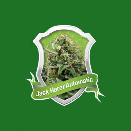 Tee shirt cannabis Jack Herer automatic vert