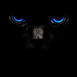 tee shirt cat blue eye noir