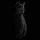 tee shirt cat design art noir