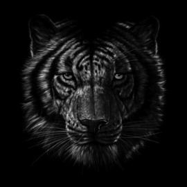tee shirt tiger art design noir
